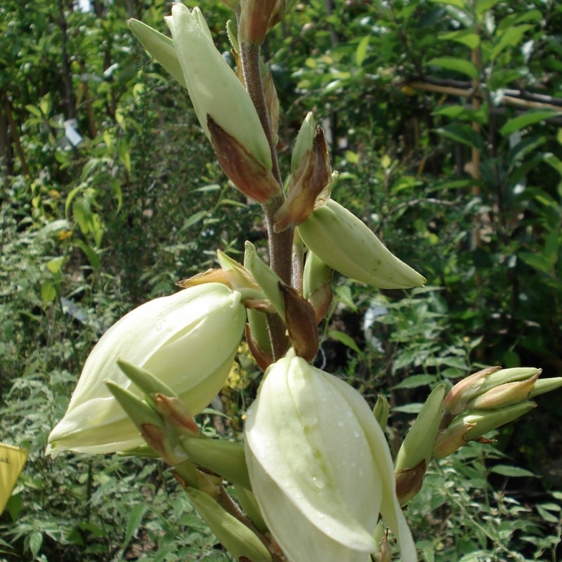 Vente en ligne de Yucca panaché 'Bright Edge' 3