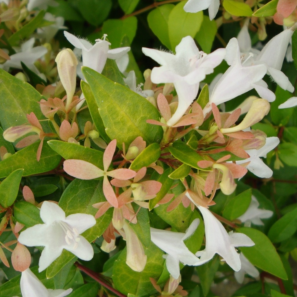 Achat Abelia 'Francis Masson'