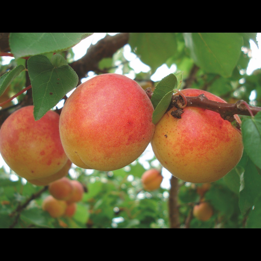 Achat ABRICOTIER - Prunus armeniaca 'Rouge du roussillon'
