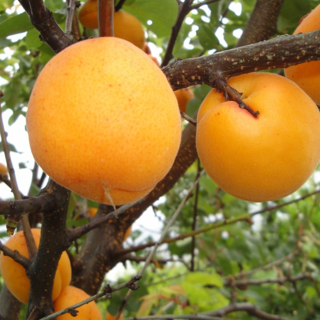 Achat ABRICOTIER - Prunus armeniaca 'Colomer'