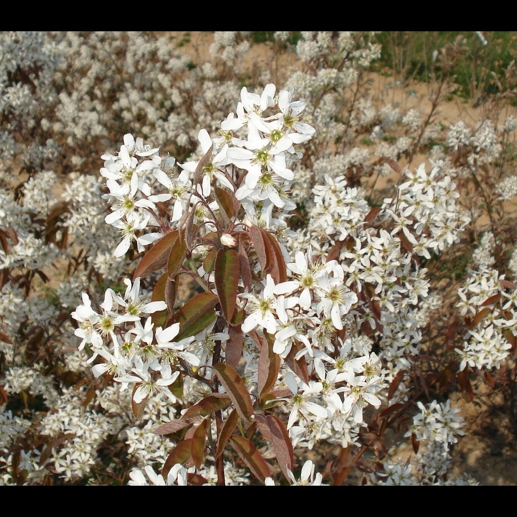 Achat Amelanchier