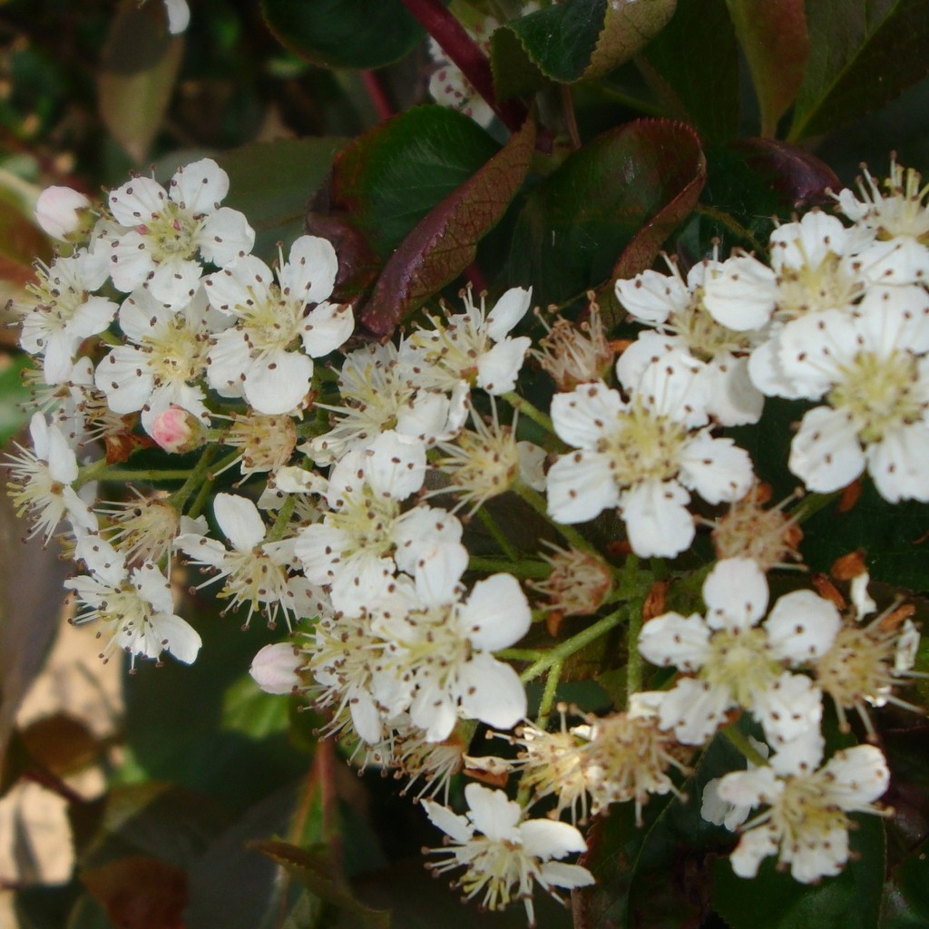 Achat Aronia -