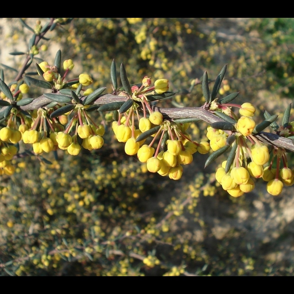 Achat Berberis x stenophylla