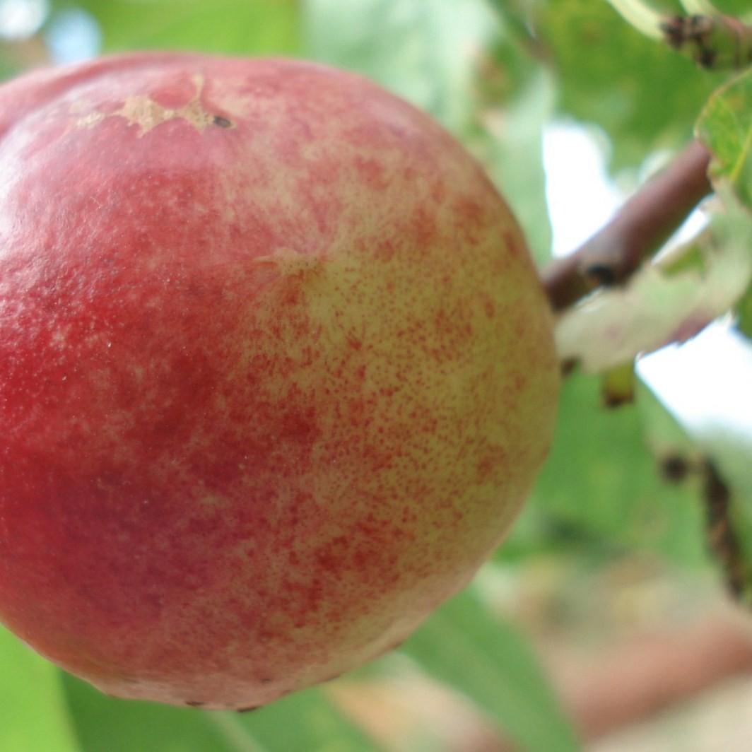 Achat BRUGNON - Prunus persica var. nucipersica 'Silver lode'