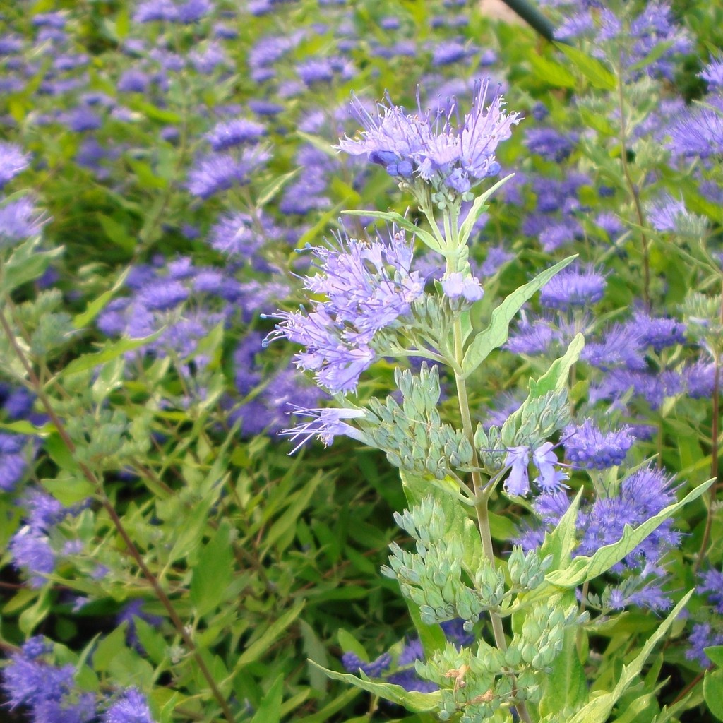 Achat Caryopteris 'Worcester gold'