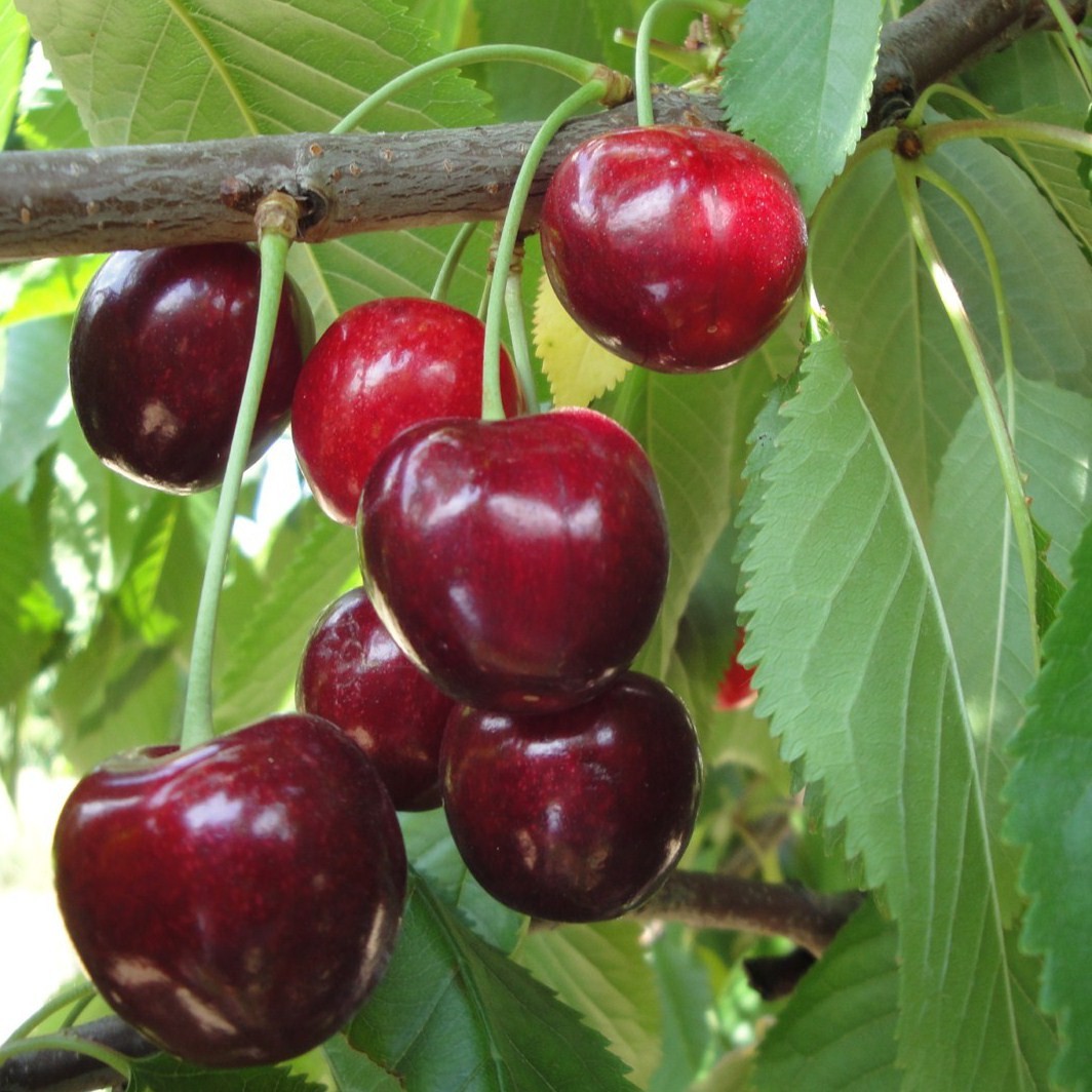 Achat CERISIER - Prunus avium - bigarreau 'Géant d'Hedelfingen'