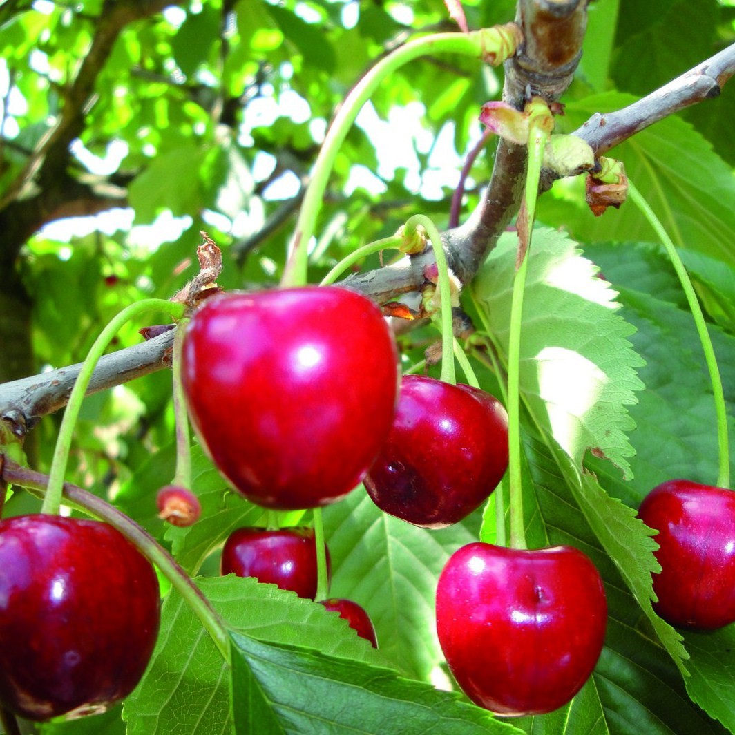 Achat CERISIER - Prunus avium - bigarreau 'Marmotte'