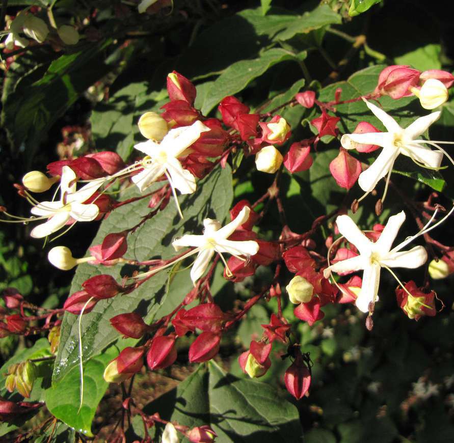 Achat Clerodendron 'Fargesii'