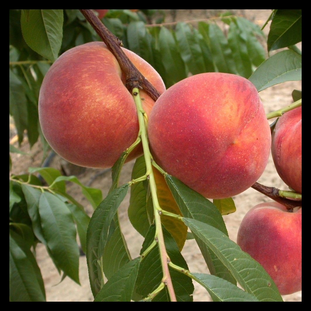 Achat PECHER - Prunus persica 'Redhaven'