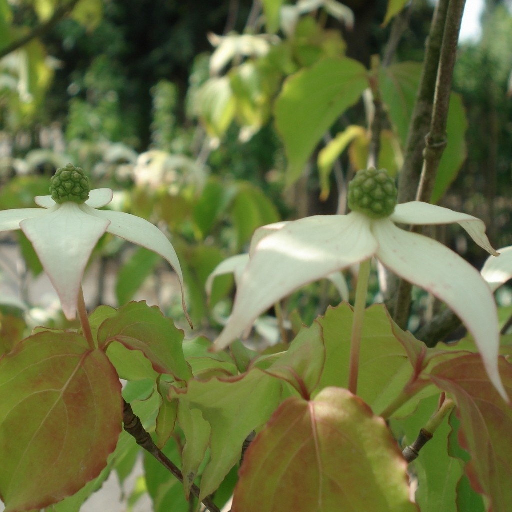 Achat Cornouiller kousa 'Chinensis'