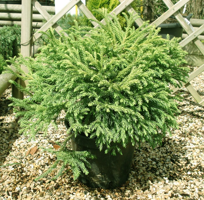 Achat Cryptomeria Globosa nana