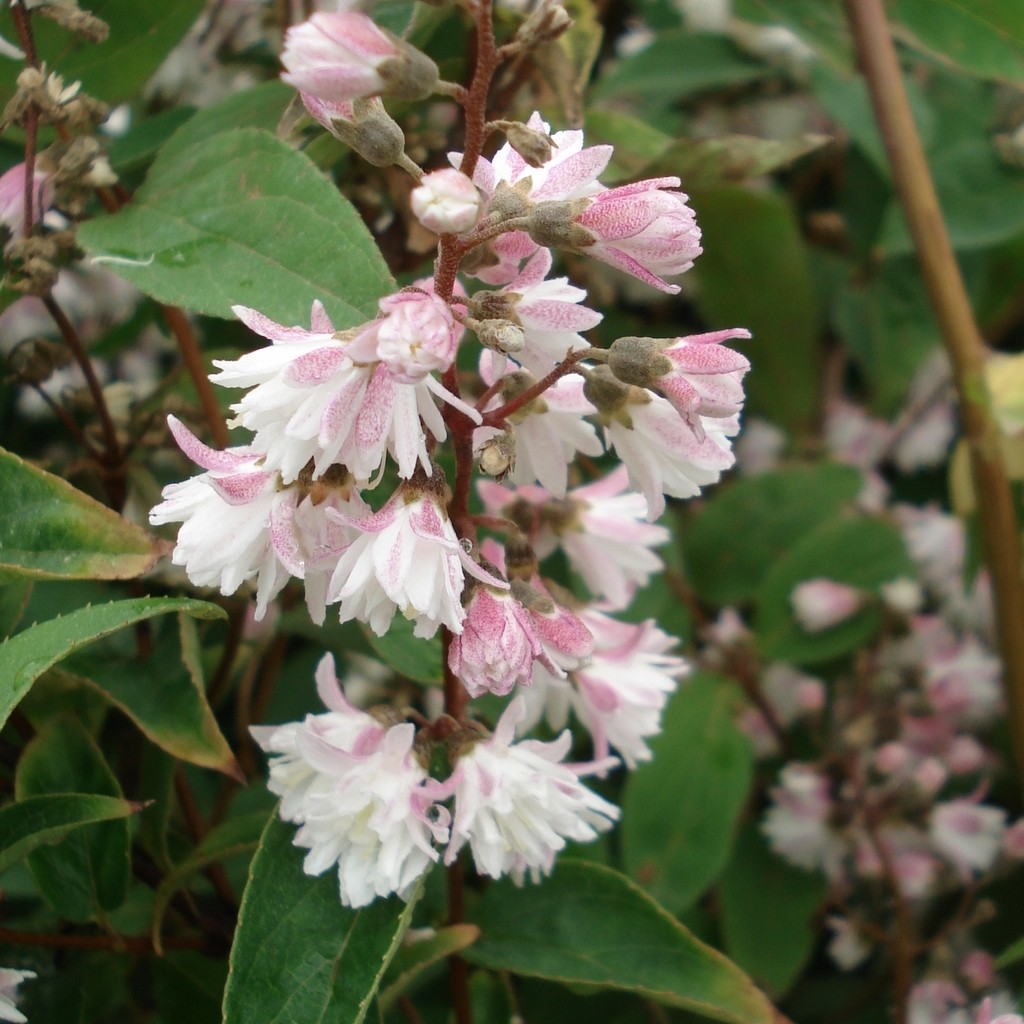 Achat Deutzia 'Pride of rochester'