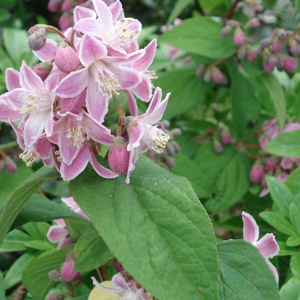 Achat Deutzia 'Perle rose'