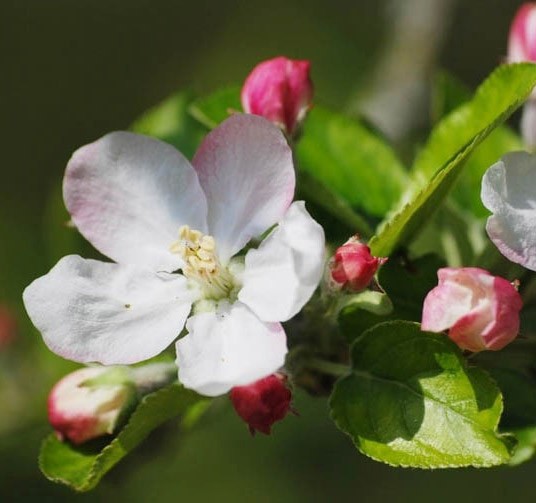 Achat POMMIER - Malus communis 'Starkimson'