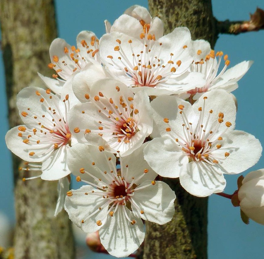 Achat PRUNIER - Prunus domestica 'Parfumée de septembre'