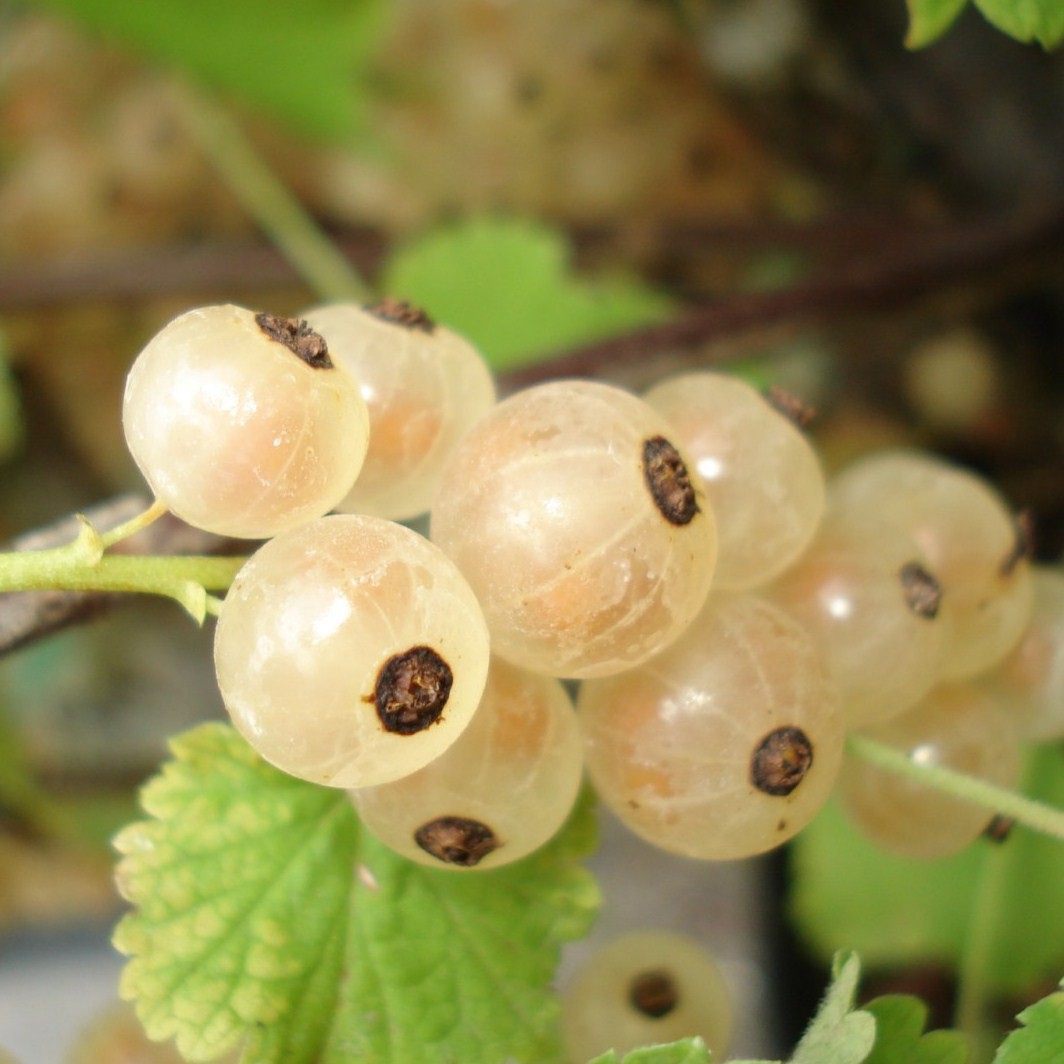 Achat Groseillier à grappes blanche