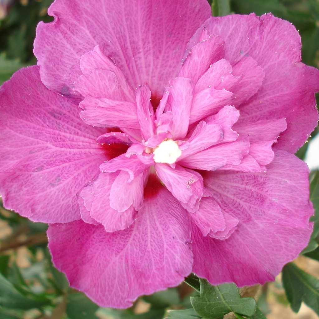 Achat Althea à fleurs doubles rose foncé