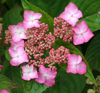 Achat Hortensia serrata