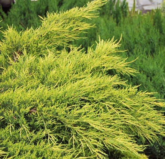 Achat Juniperus Pfitzeriana aurea