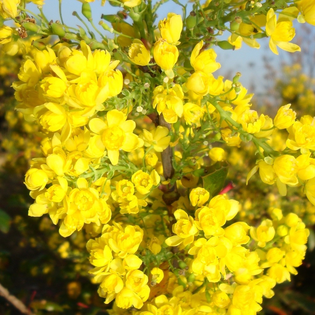 Achat Mahonia commun