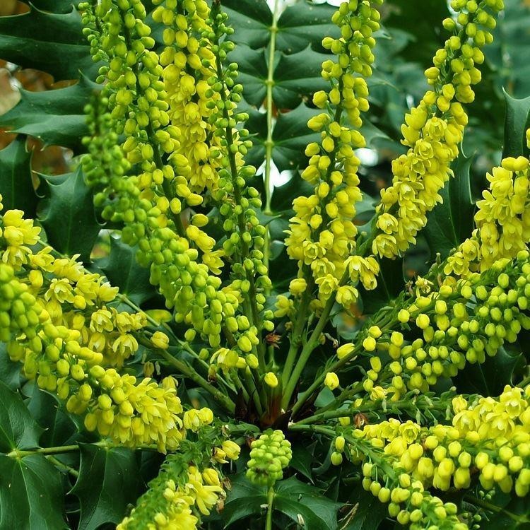 Achat Mahonia