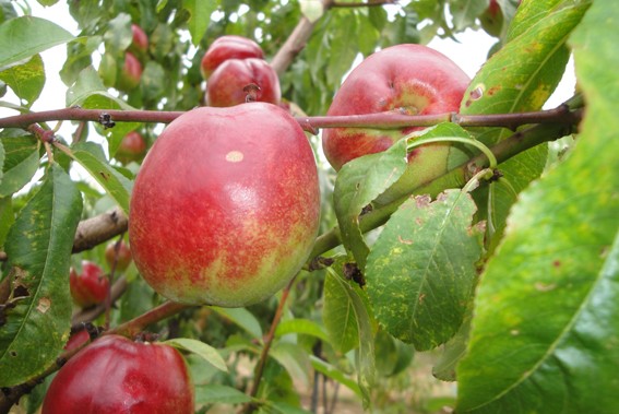 Achat NECTARINE - Prunus persica var. nucipersica 'Nectarose'