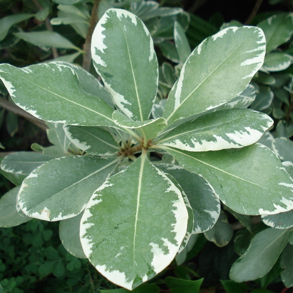 Achat Pittosporum à petites feuilles panaché