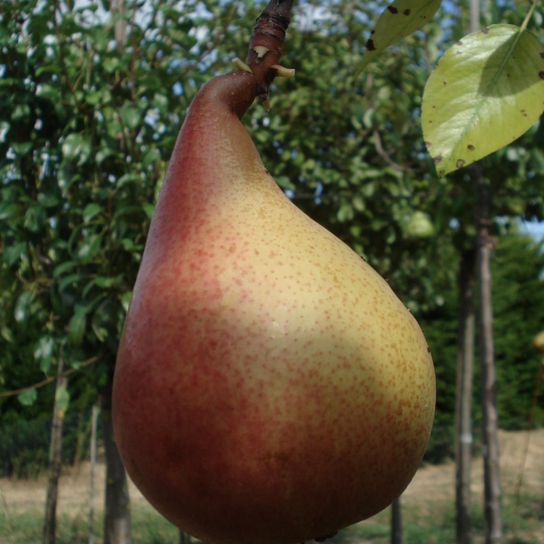 Achat POIRIER - Pyrus communis 'Beurré Clairgeau'