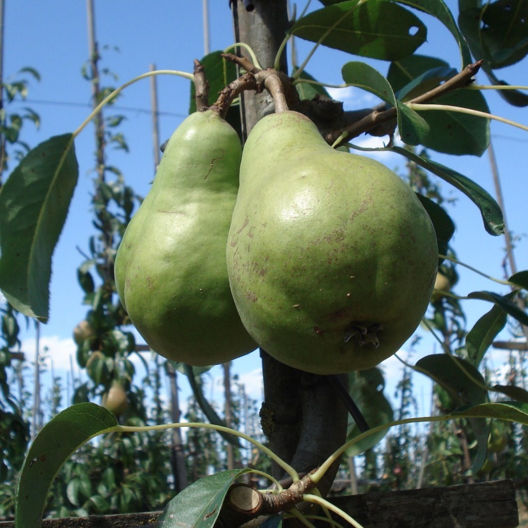 Achat POIRIER - Pyrus communis 'Clapp's favourite'