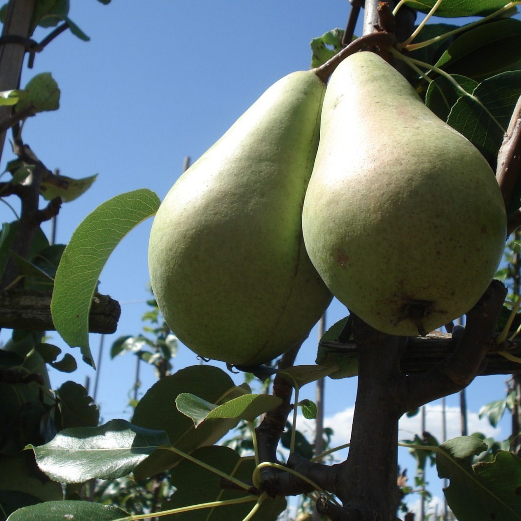 Achat POIRIER - Pyrus communis 'Curé'