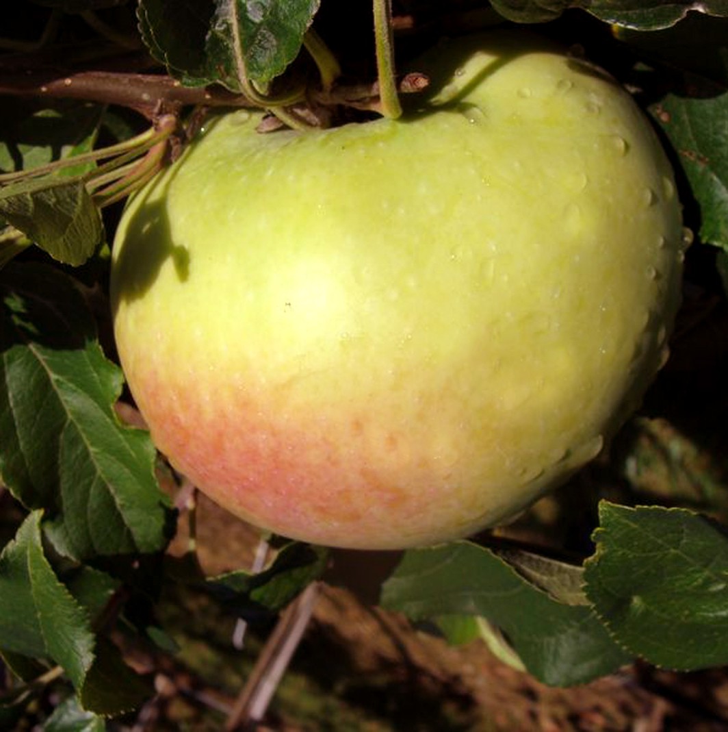 Achat POMMIER - Malus communis 'Gros locard'