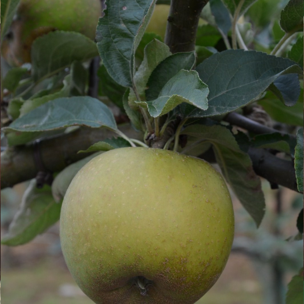 Achat POMMIER - Malus communis 'Court-pendu gris'