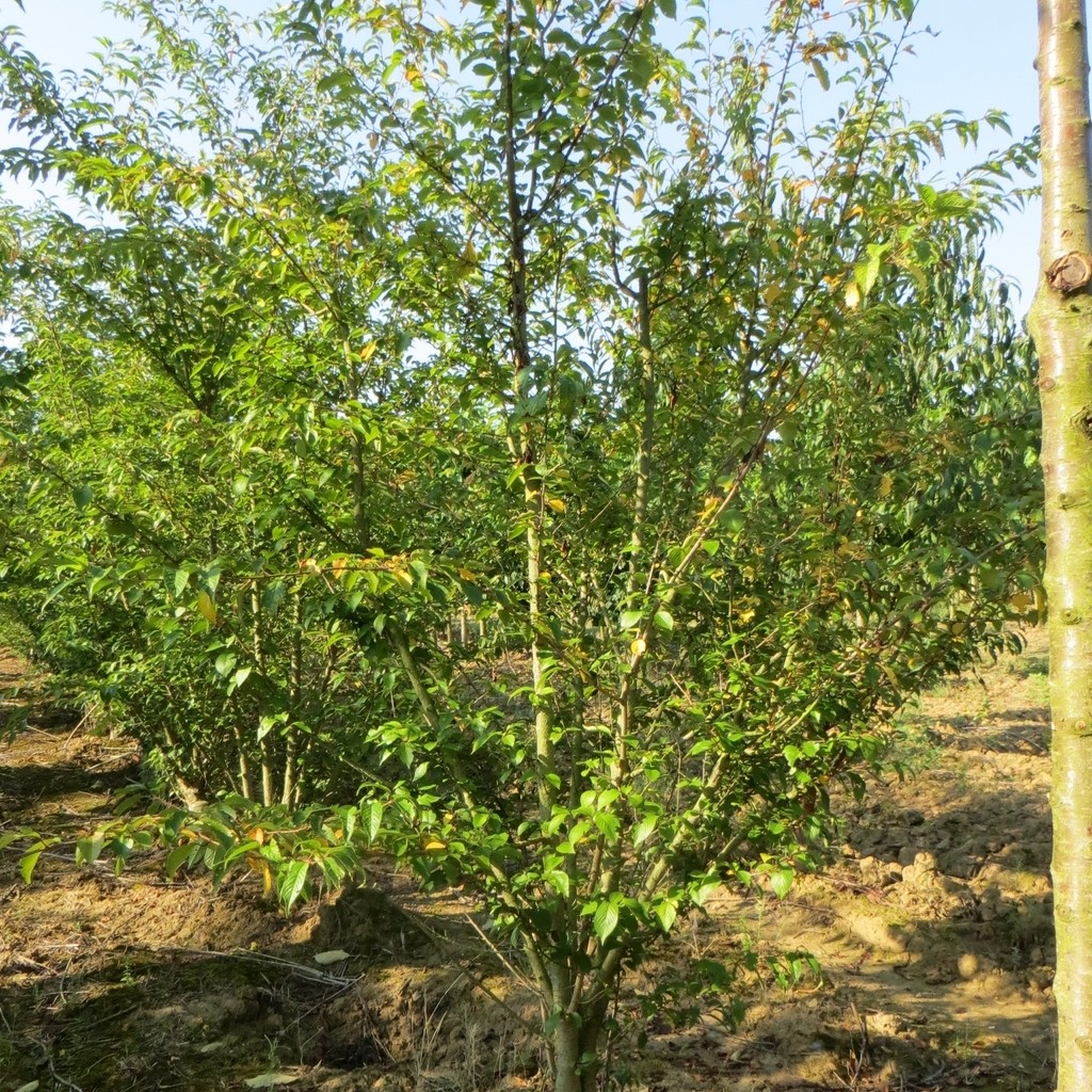 Achat Cerisier à fleurs 'Fukubana'