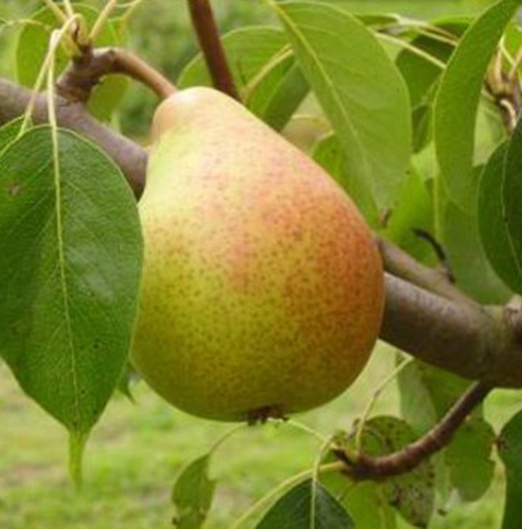 Achat POIRIER - Pyrus communis 'Beurré Giffard'