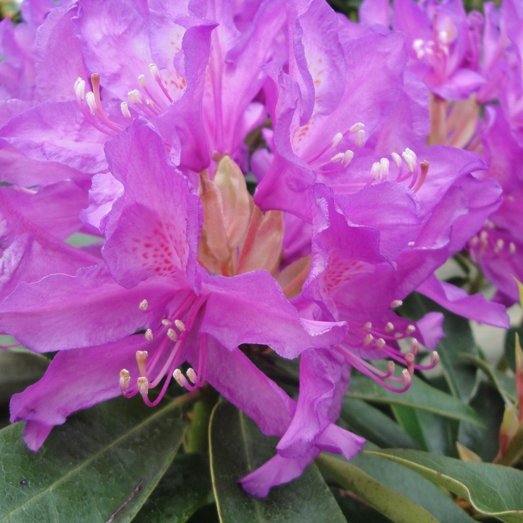 Achat Rhododendron à grande végétation