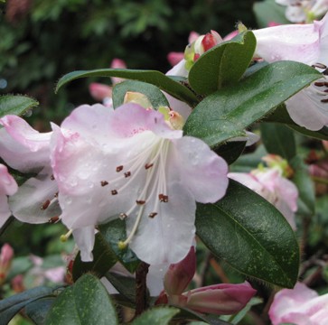 Achat Rhododendron nain rose clair