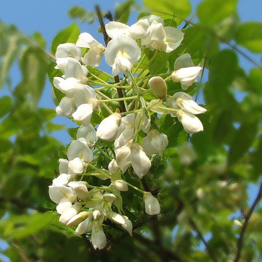 Achat Glycine Blanche