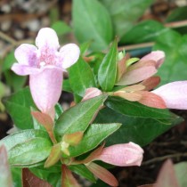 Abelia 'Edward Goucher'