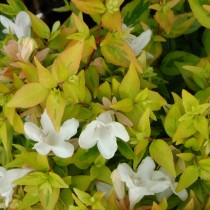 Abelia 'Kaleidoscope'