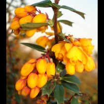 Berberis