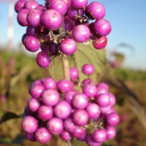 Callicarpa bodinieri 'Profusion'