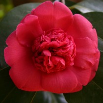 Camelia rouge