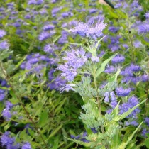 Caryopteris 'Worcester gold'