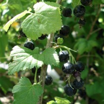 Vente de KAKI - Diospyros kaki - Pépinières Chatelain