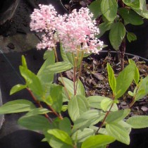 Céanothe 'Perle rose'