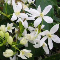 Clématite persistante à fleurs blanches