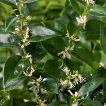 Sarcococca humilis