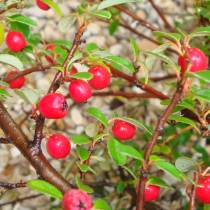 Cotoneaster Streib's fidling