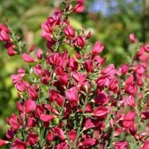 genêt à balai rouge et jaune