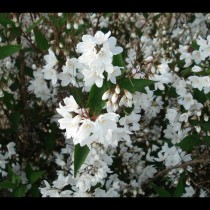 Deutzia gracilis